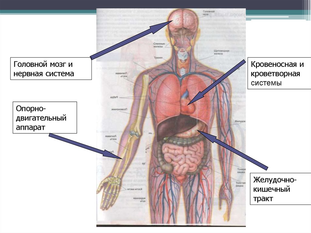 Какой орган кроветворный