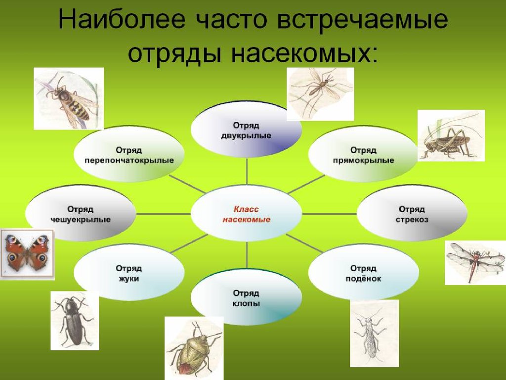 Отряды класса насекомые. Отряды насекомых. Класс насекомые отряды. Отряды насекомых 7 класс. Систематика насекомых по отрядам.