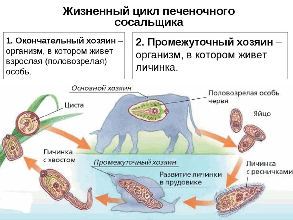 Рассмотрите рисунок на котором представлен цикл развития печеночного