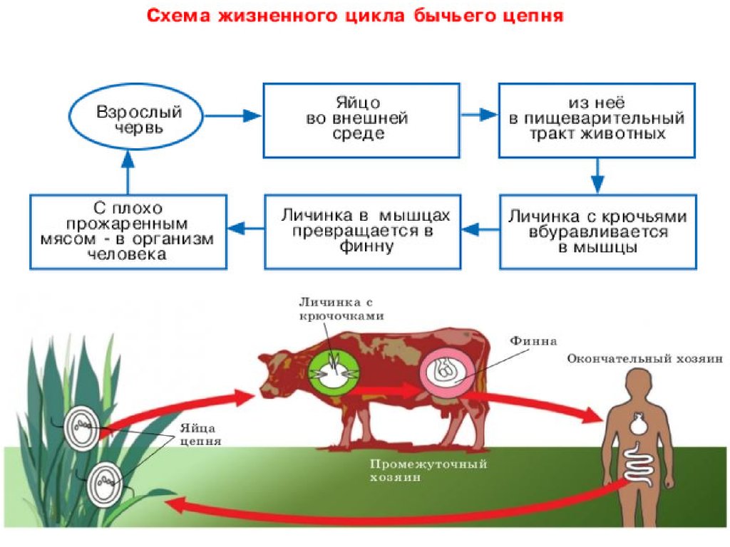Жизненный цикл бычьего цепня начиная с яиц. Жизненный цикл бычьего цепня. Жизненный цикл бычьего цепня схема. Цикл жизни бычьего цепня. Цикл развития бычьего цепня схема ЕГЭ.