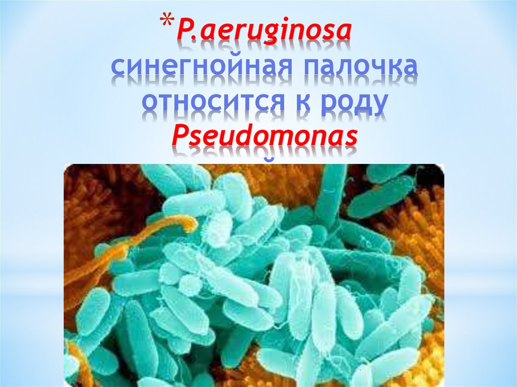 Бактерия синегнойная палочка. Pseudomonas aeruginosa продуцент. Синегнойная палочка псевдомоноз. Pseudomonas aeruginosa (синегнойная палочка).