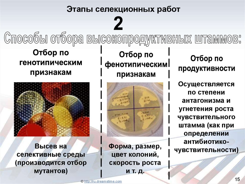 Селекция пименов презентация