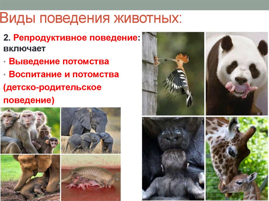 Примеры поведения млекопитающих. Типы поведения животных. Поведение разных животных. Поведение животных презентация. Виды поведения животных примеры.