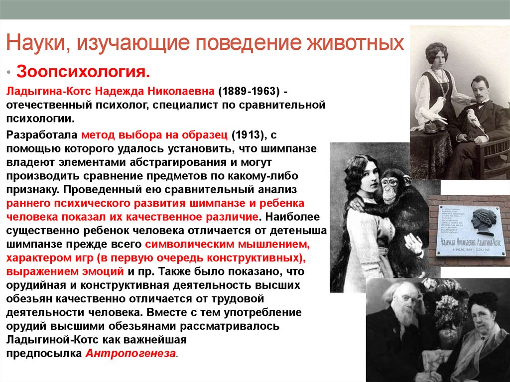 Наука изучающая поведение. Ладыгина-Котс Надежда Николаевна 1889-1963. Ладыгина Котс 1913. Ладыгина Котс зоопсихология. Наука изучающая поведение животных.