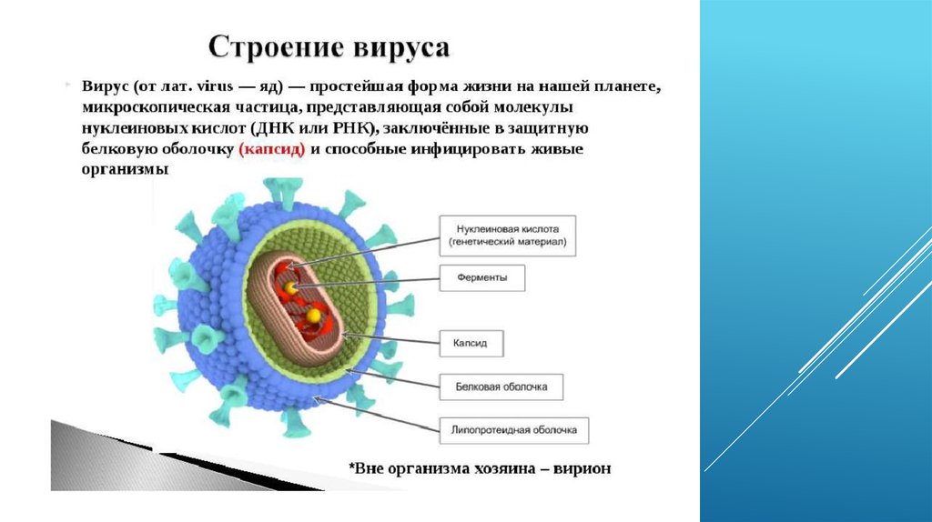 Простейшая форма жизни