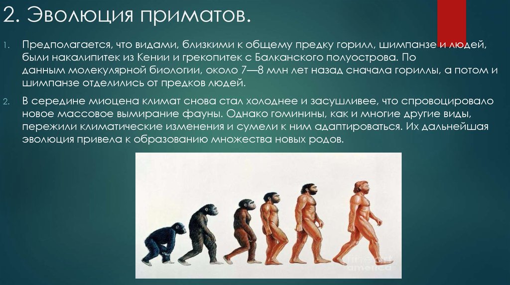 Эволюционирует ли человек. Эволюция приматов. Этапы развития человека. Эволюция предков человека. Этапы эволюции человека.