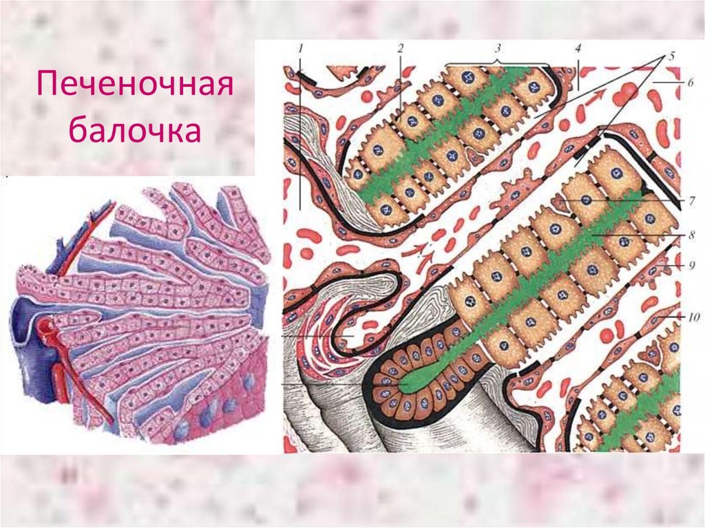 Железистые клетки печени