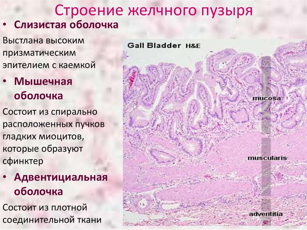 Слизистый пузырь. Строение желчных протоков гистология. Строение желчного пузыря гистология. Строение стенки желчного пузыря гистология. Слизистая оболочка желчного пузыря выстлана.