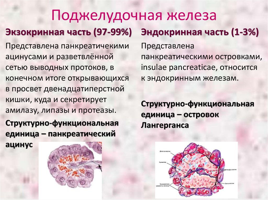 Железистые клетки печени