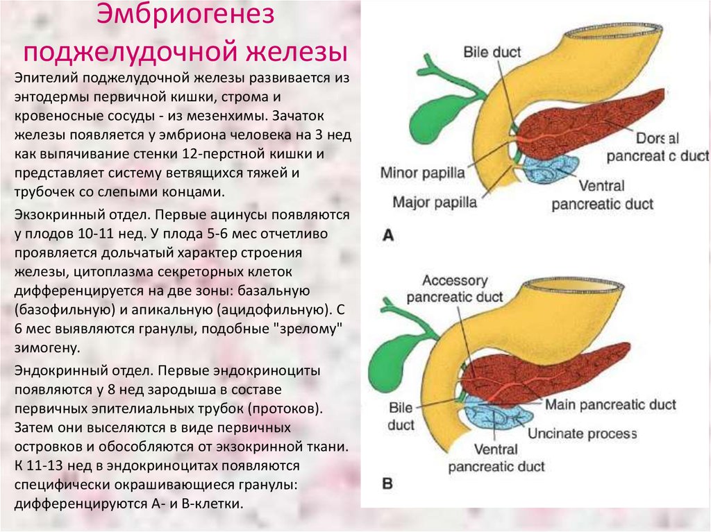 Желчный пузырь и поджелудочная железа анализы. Эмбриология поджелудочной железы. Поджелудочная железа в процессе эмбриогенеза развивается. Зачаток поджелудочной железы является производным:. Внутриутробное развитие поджелудочной железы.