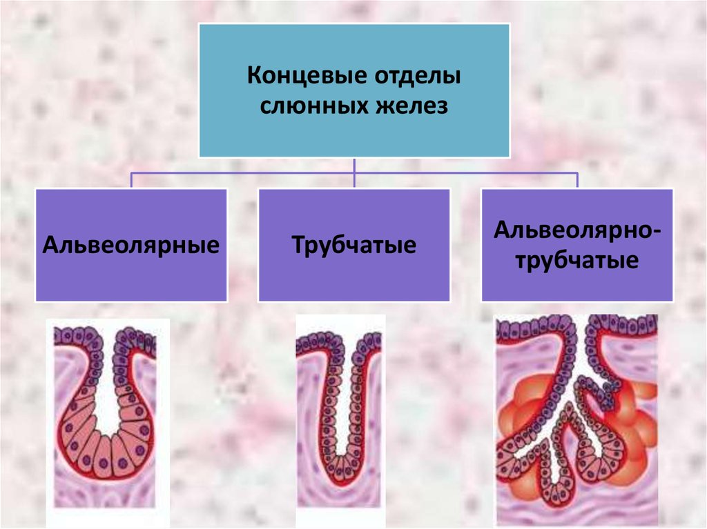 Отделы железы