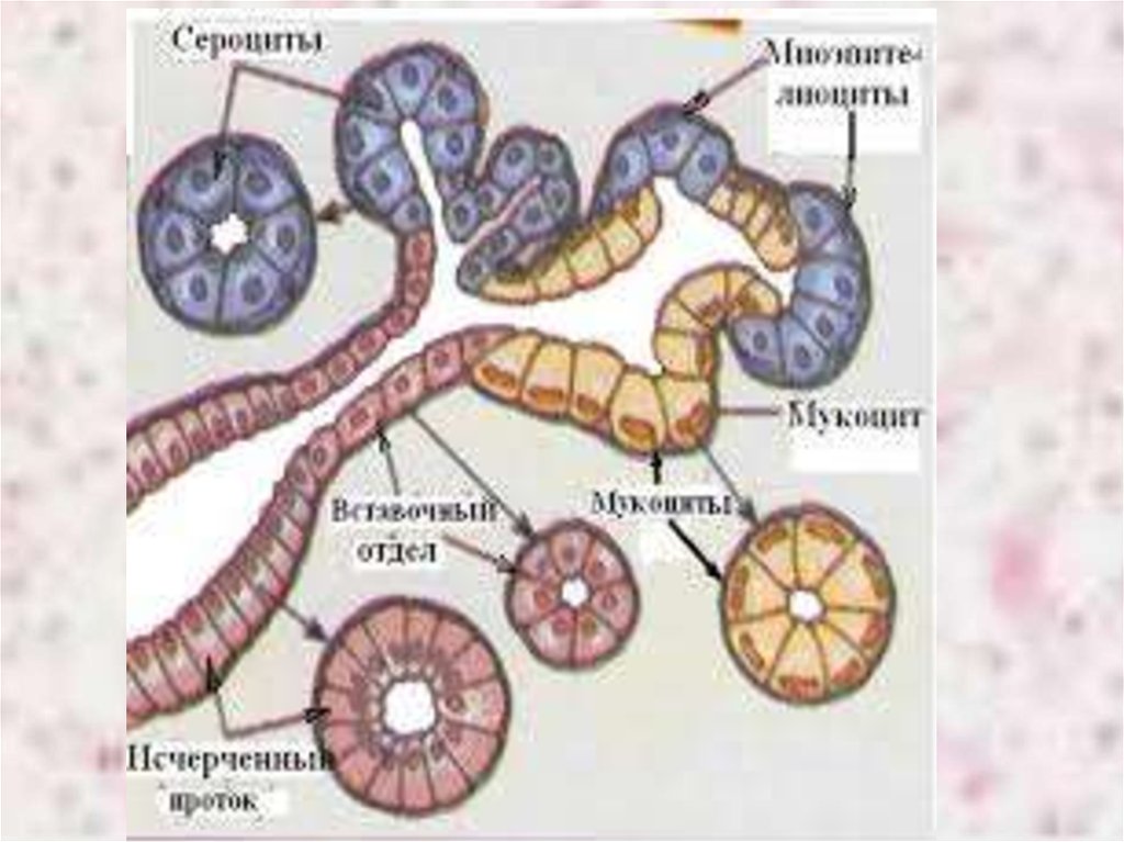 Экзокринные железы выводные протоки. Клетки слюнных желез гистология. Сероциты и мукоциты. Схема слюнных желез гистология. Белковые серозные железы строение.