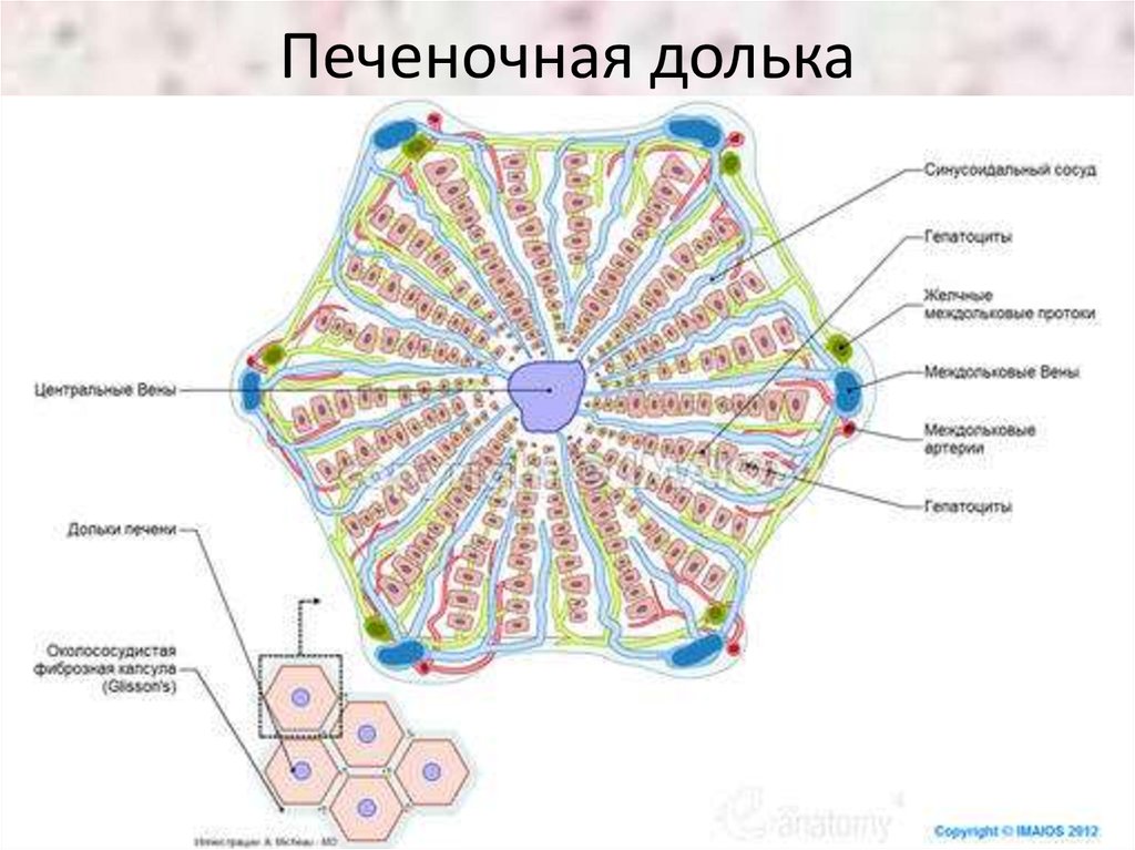 Строение печеночной дольки рисунок