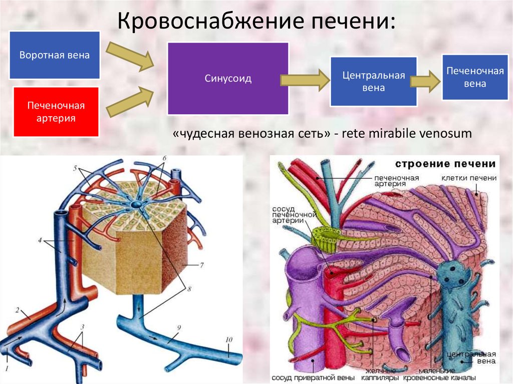 Сосуды печени. Строение печеночной дольки. Чудесная сеть печени.. Кровоснабжение печеночной дольки. Схема кровообращения печени. Кровеносные сосуды печени схема.