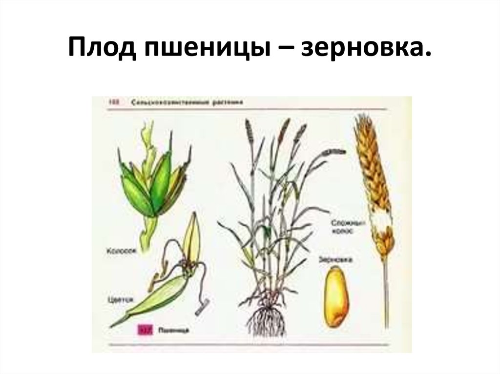Какой тип системы у пшеницы. Озимая пшеница плод. Плод Зерновка пшеницы. Плод Зерновка строение. Плод у растения пшеница Зерновка.
