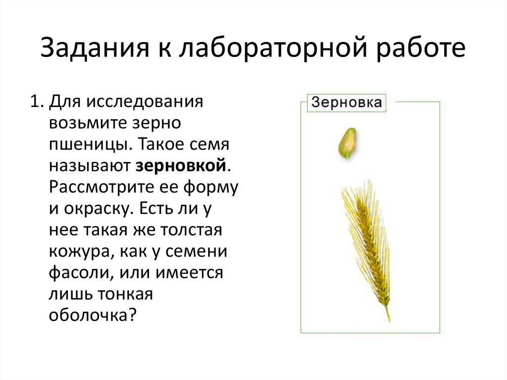 Лабораторная работа изучение семян. Строение зерновки пшеницы 6 класс биология. Форма и окраска зерновки пшеницы. Зерновка строение семян лабораторная. Строение семени пшеницы биология 7 класс.