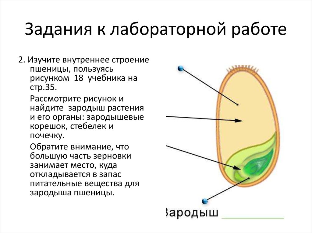 Лабораторная строение семян однодольных и двудольных растений. Строение семени зерновки пшеницы. Биология 6 класс строение семян зерновки и пшеницы. Строение семени зерновки пшеницы 6 класс. Строение однодольного семени пшеницы.