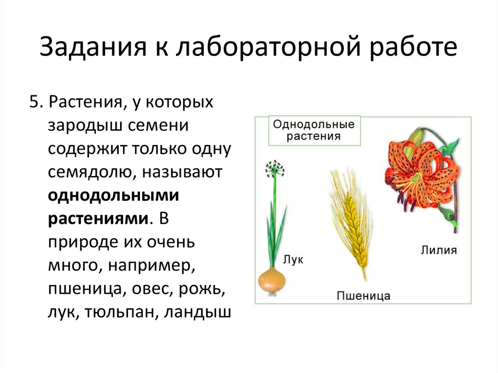Верны ли суждения об однодольных растениях. Семя однодольного растения пшеница. Класс Однодольные строение.