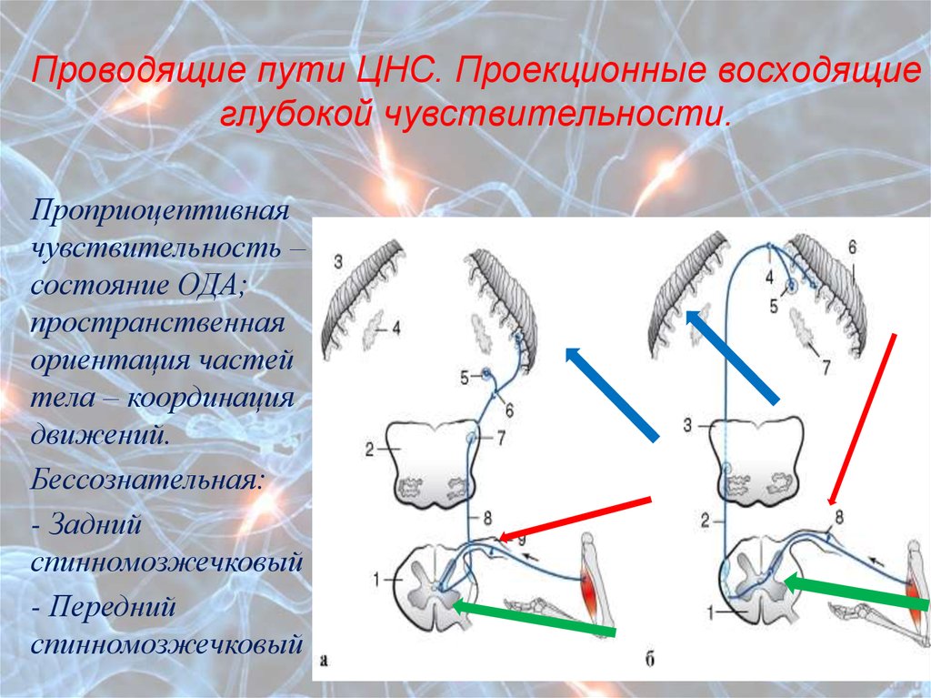 Пути нервной системы