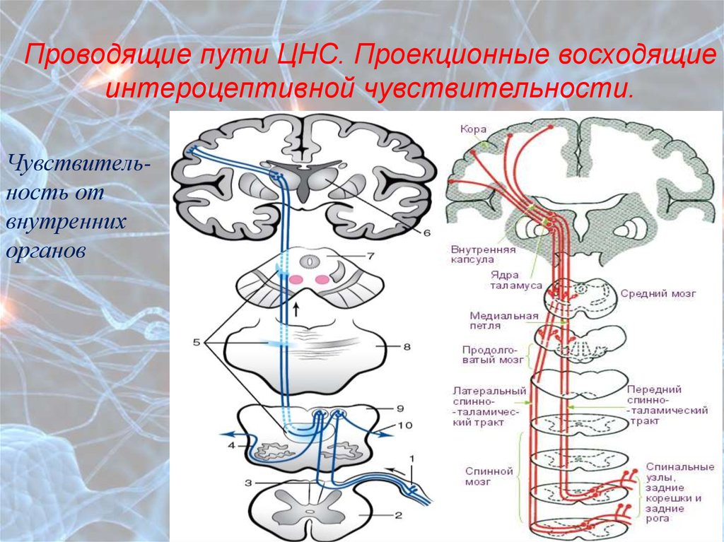 Проводящие системы головного мозга. Проводящие пути интероцептивной чувствительности. Афферентные проводящие пути ЦНС. Проводящие пути ЦНС схема. Афферентные проводящие пути спинного мозга.