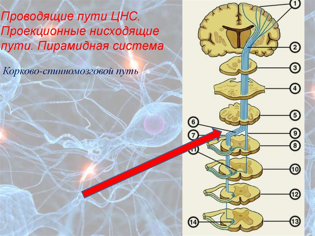 Нисходящий нерв. Афферентные проводящие пути ЦНС. Проекционные проводящие пути ЦНС. Пирамидный путь нервная система. Проводящие пути ЦНС анатомия.