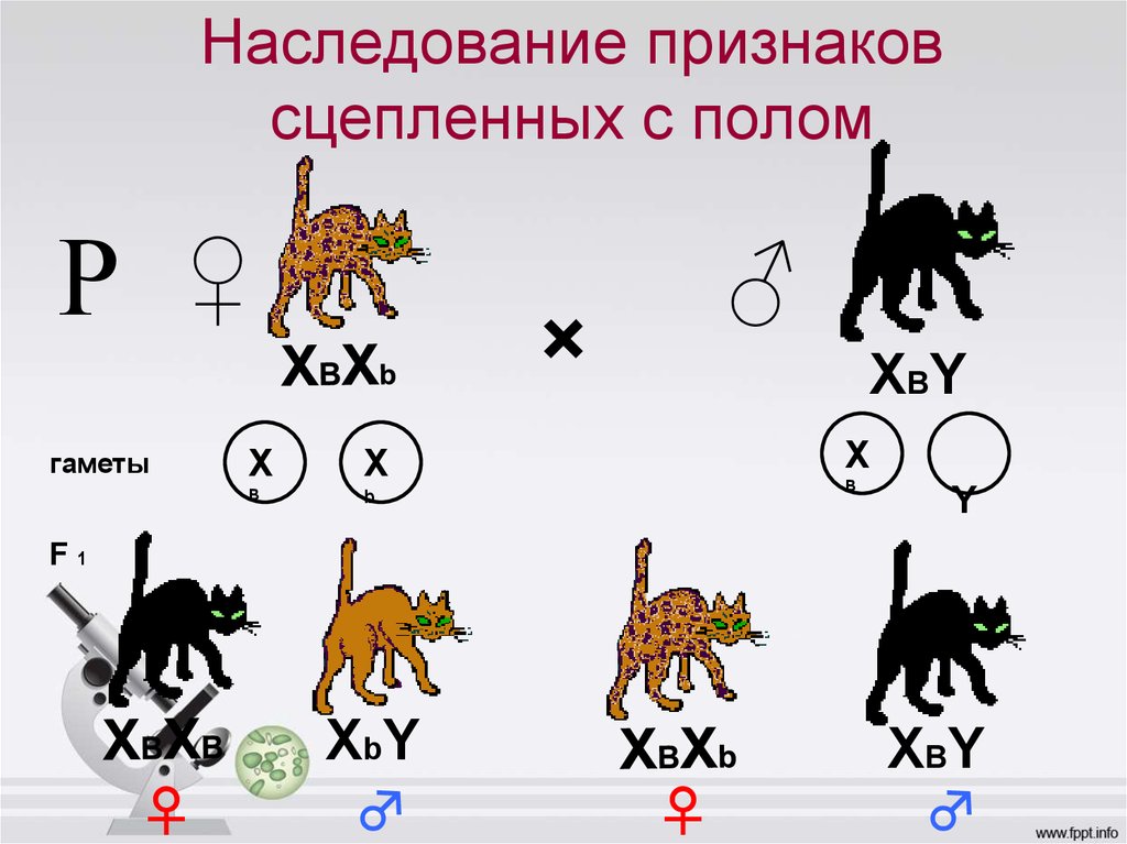 Задачи сцепленные с полом