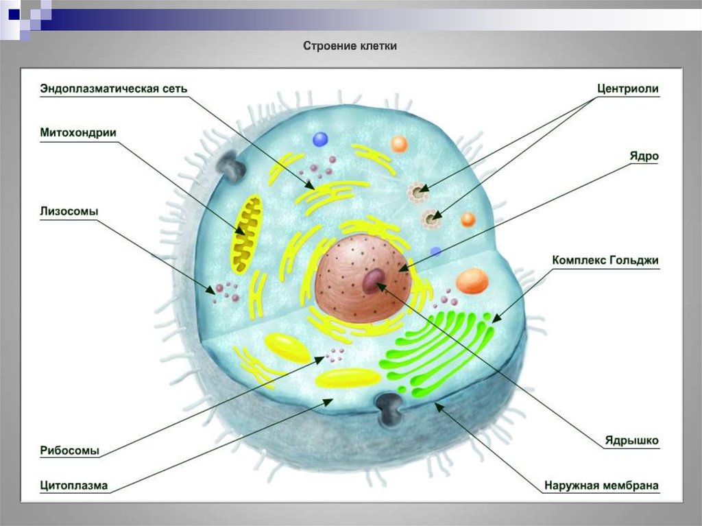 Ядро содержит наследственную информацию. Строение центриоли клетки. Строение клетки наследственная информация. Клеточные структуры участвующие в наследственности. Что в строении клетки отвечает за наследственность.