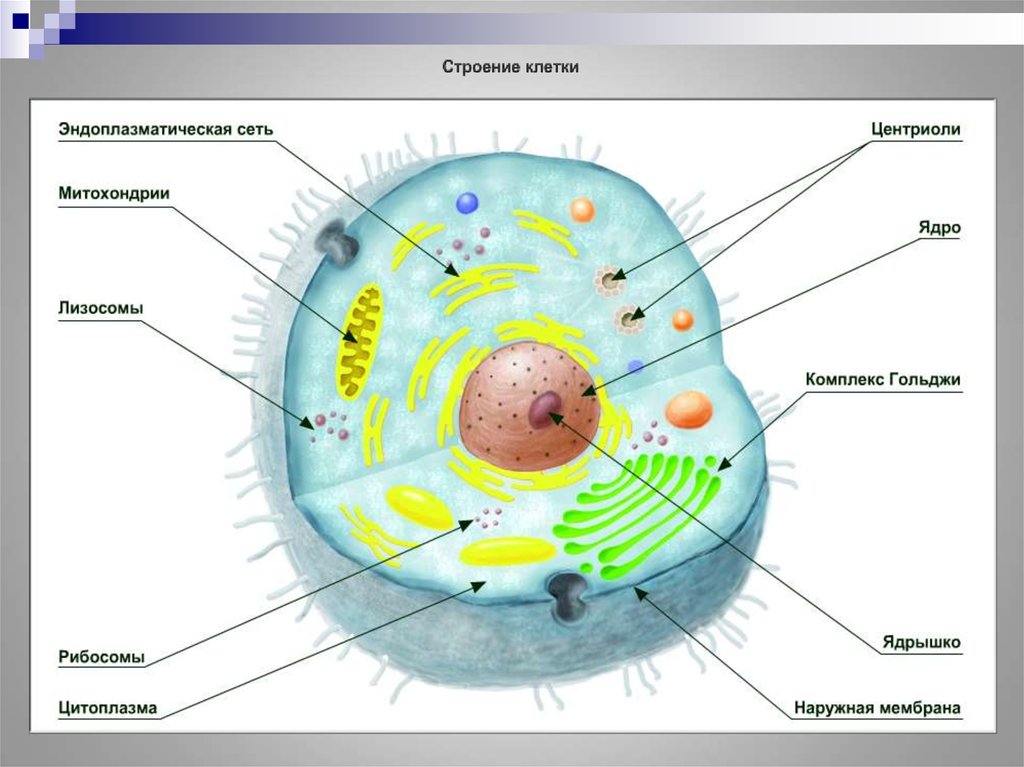 Какое строение клетки
