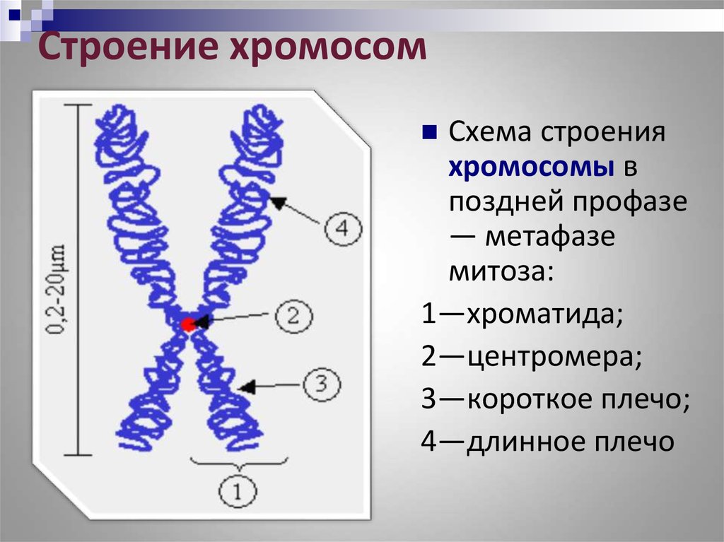 Внутреннее строение хромосом. Структура и строение хромосом. Строение хромосомы. Строение метафазной хромосомы. Хромосома схема.