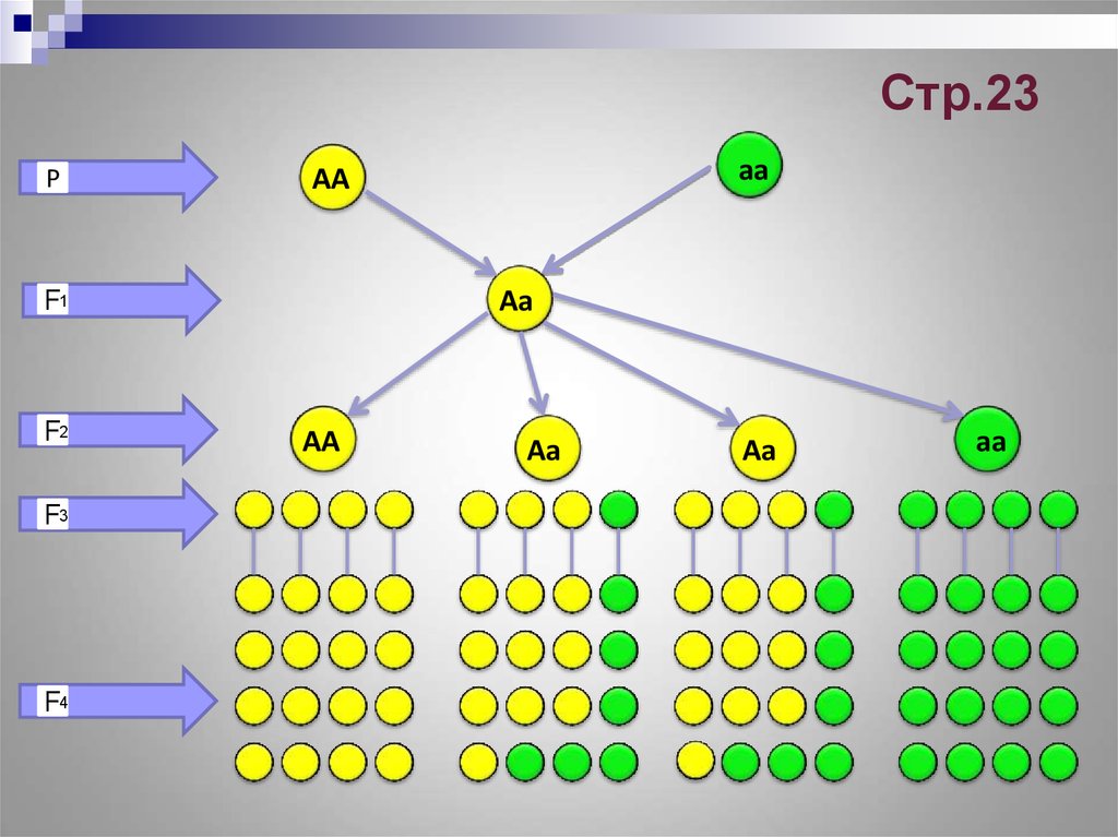 23 строение. АА это в биологии. АА АА. Генетика AA X AA. АА X АА биология.