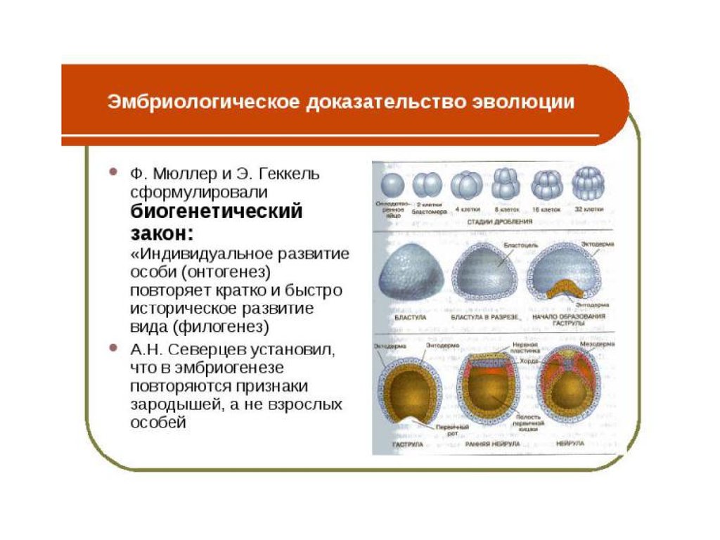 Индивидуальное развитие биология 9 класс. Доказательства эволюции эмбриологические Северцев. Эмбриологические методы исследования эволюции. Закон Мюллера Геккеля доказательства эволюции. Эмбриологический метод исследования эволюции.