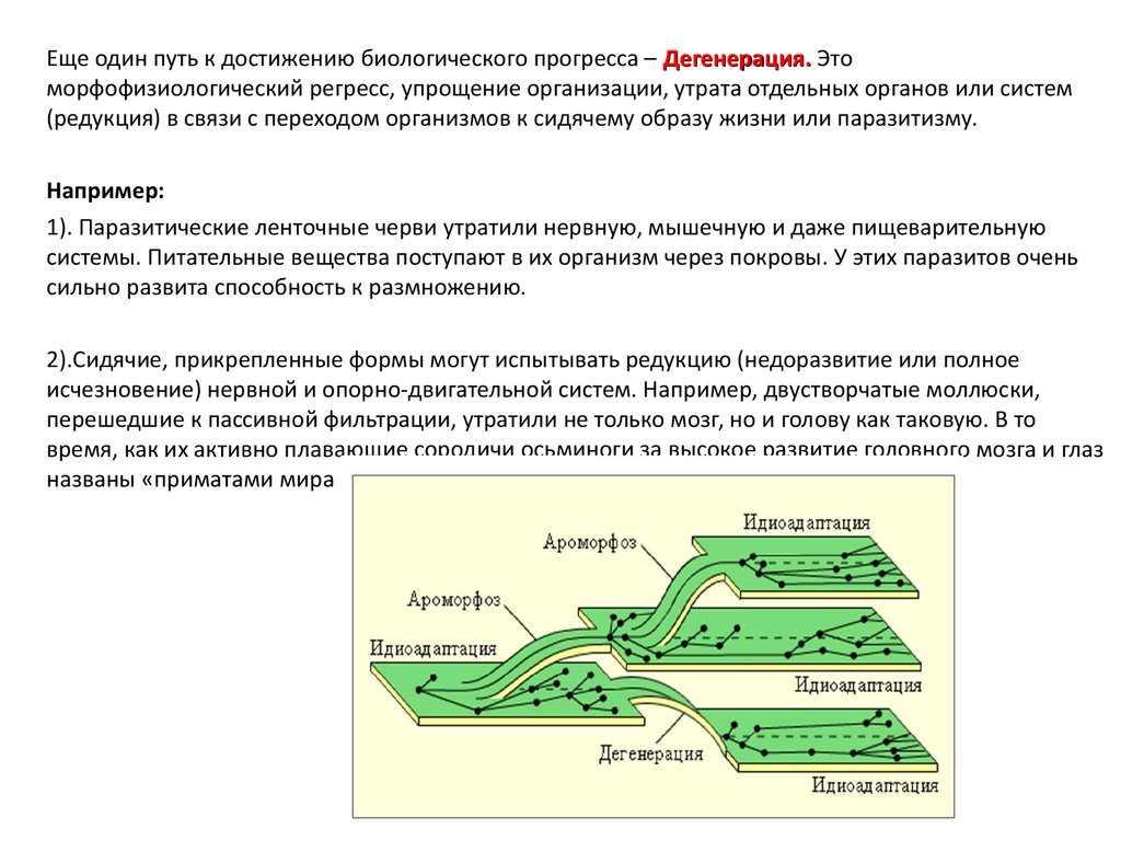 Какой путь достижения биологического прогресса обозначен на рисунке цифрой 1 дайте определение