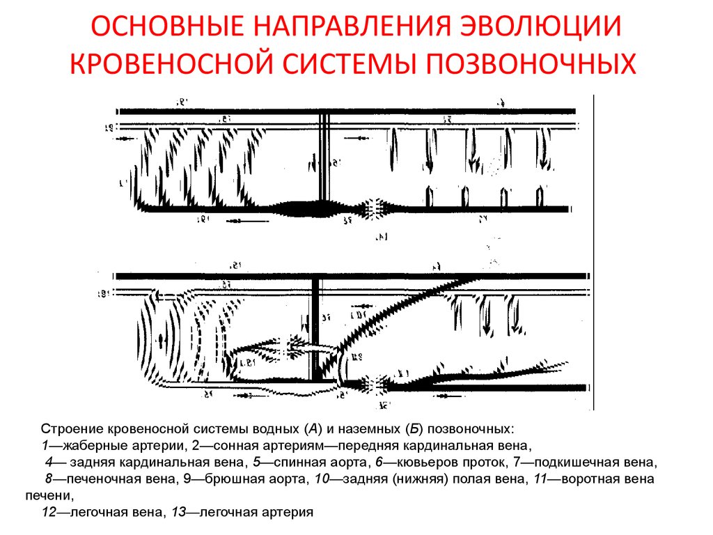 Строение кровеносной системы у позвоночных