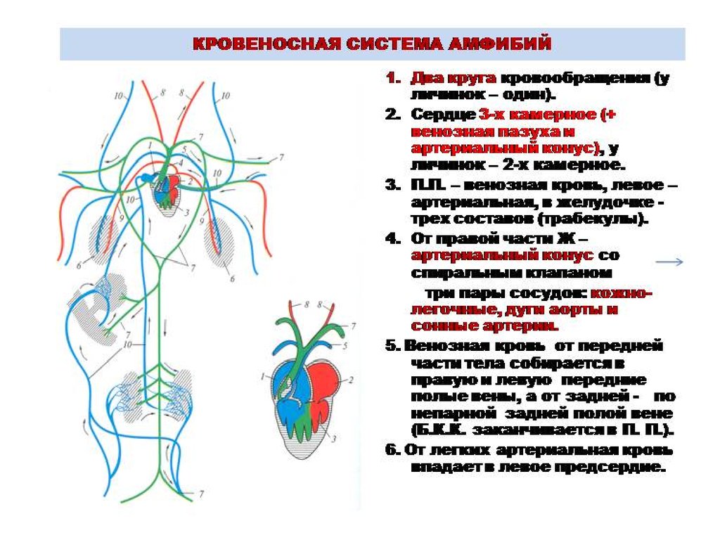 Кровеносная система земноводных схема