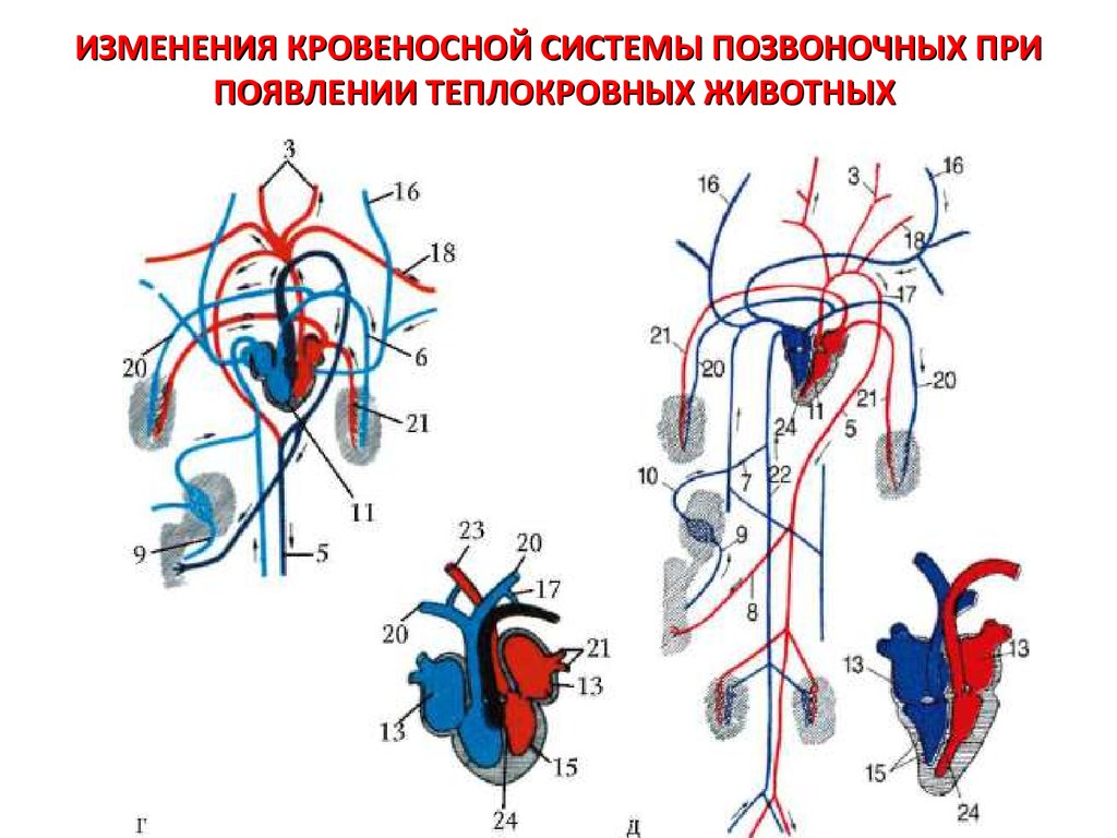 Схема кровеносной системы крысы