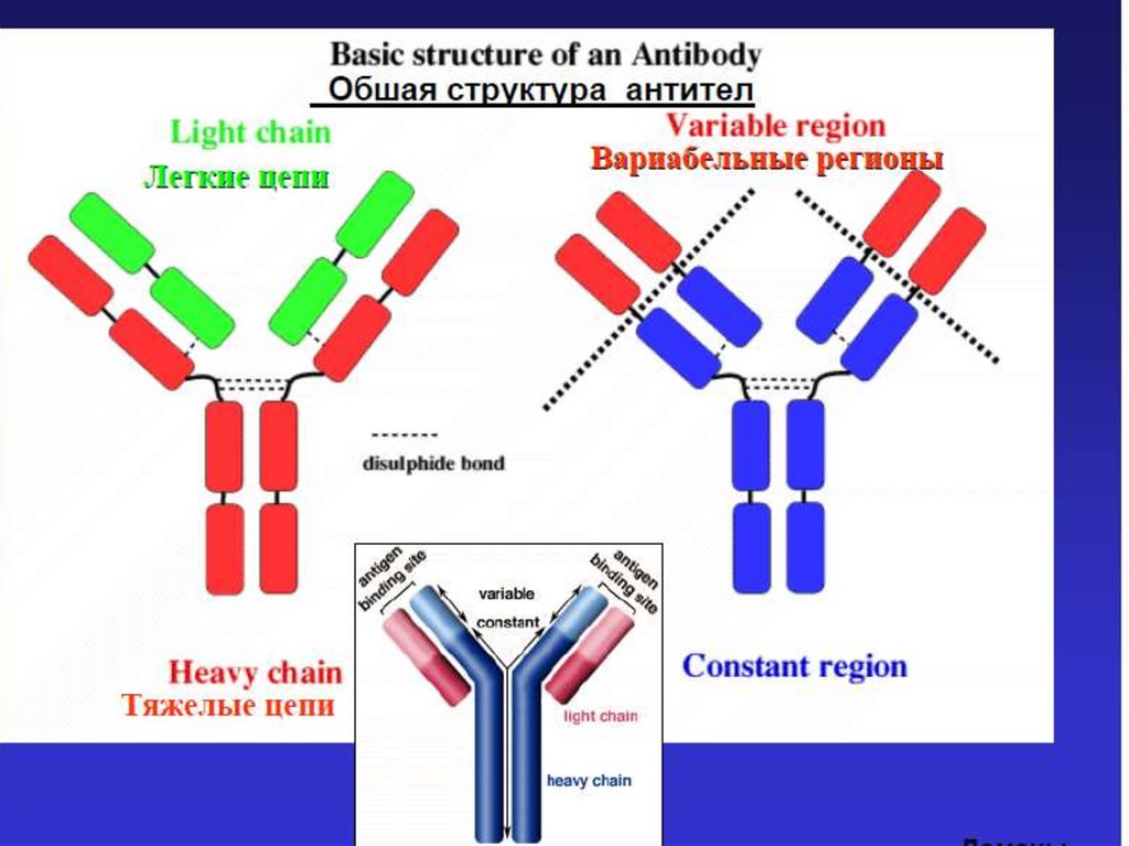 Домены антител. Антитела схема. Структура антител. Строение антитела. Антитела структура антител.