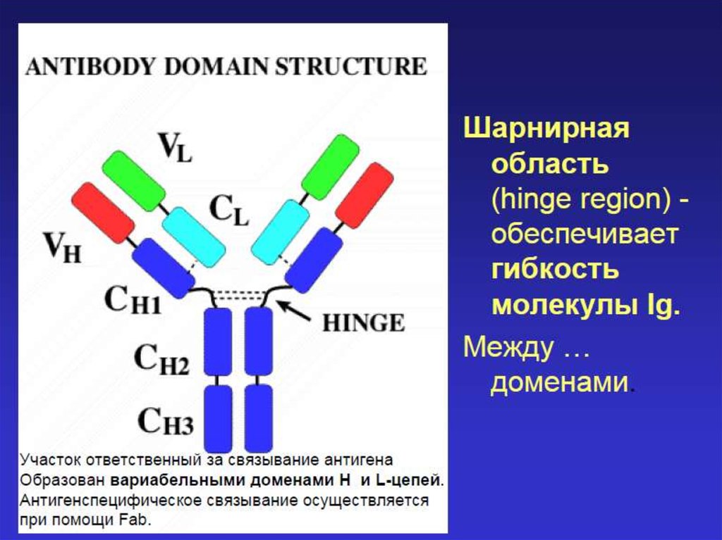 Группа иммуноглобулинов. Шарнир иммуноглобулина. Молекула иммуноглобулина. Шарнирная область. Шарнирная область иммуноглобулина.