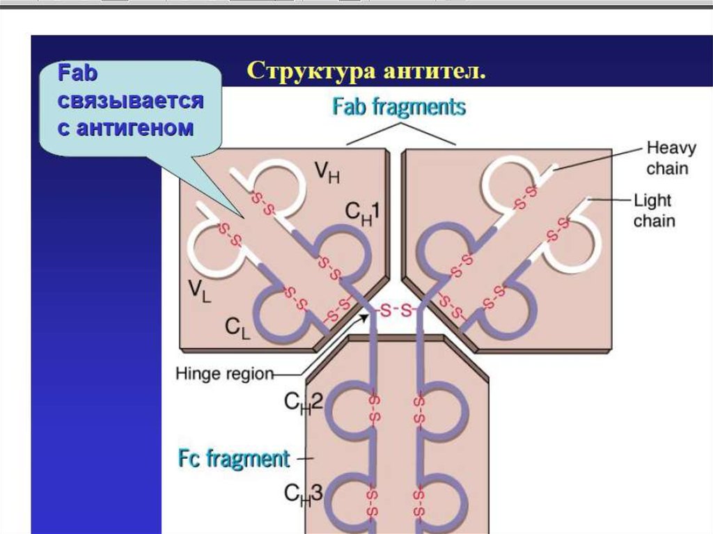 Система rh резус система. Структура антител Fab. Fab-фрагмент антитела. Иммуногенетика презентация. Fab-ФРАГМЕНТЫ антител представляют собой.