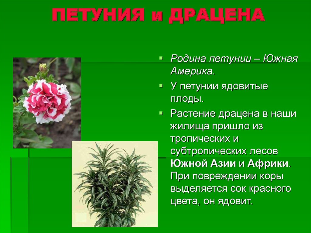 5 опасных цветов