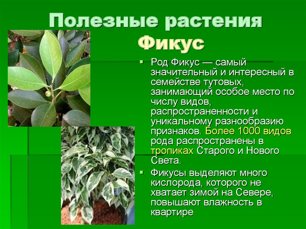 Полезное растение для человека сообщение. Полезные растения. Полезные цветы. Полезные растения для человека. Фикус растение.