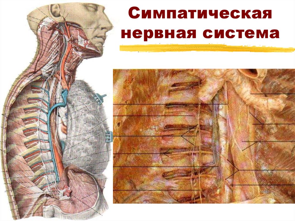Симпатическая нервная система