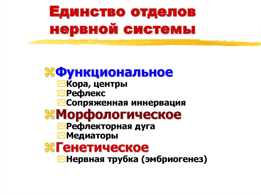 Единство отделов нервной системы