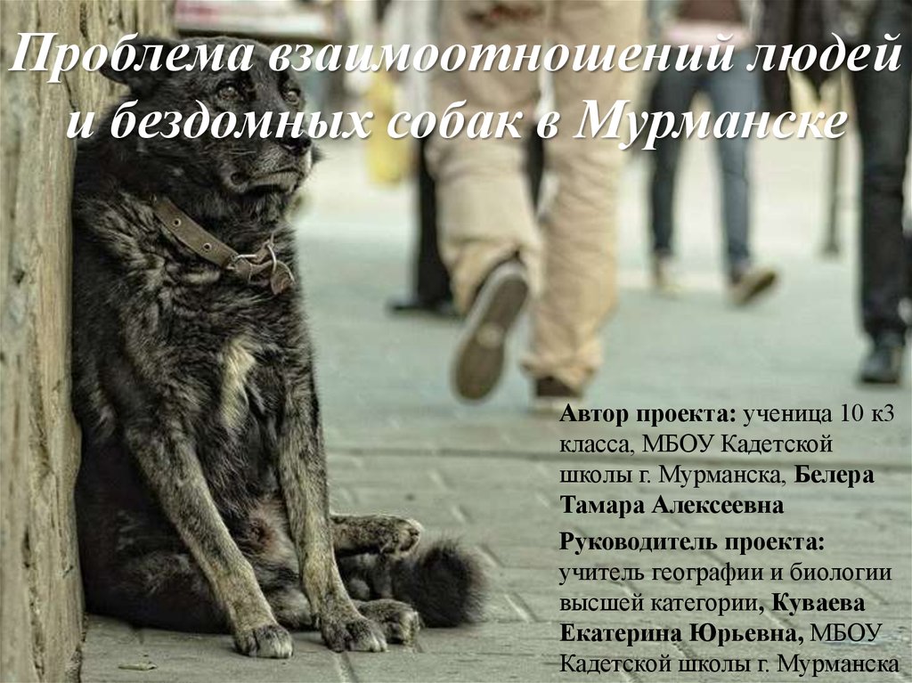 Проблема взаимоотношений людей и бездомных собак в Мурманске