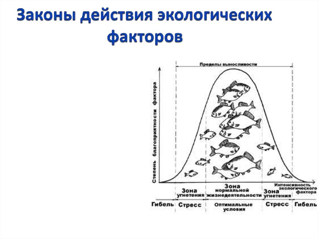 Схема действия экологического фактора на организм