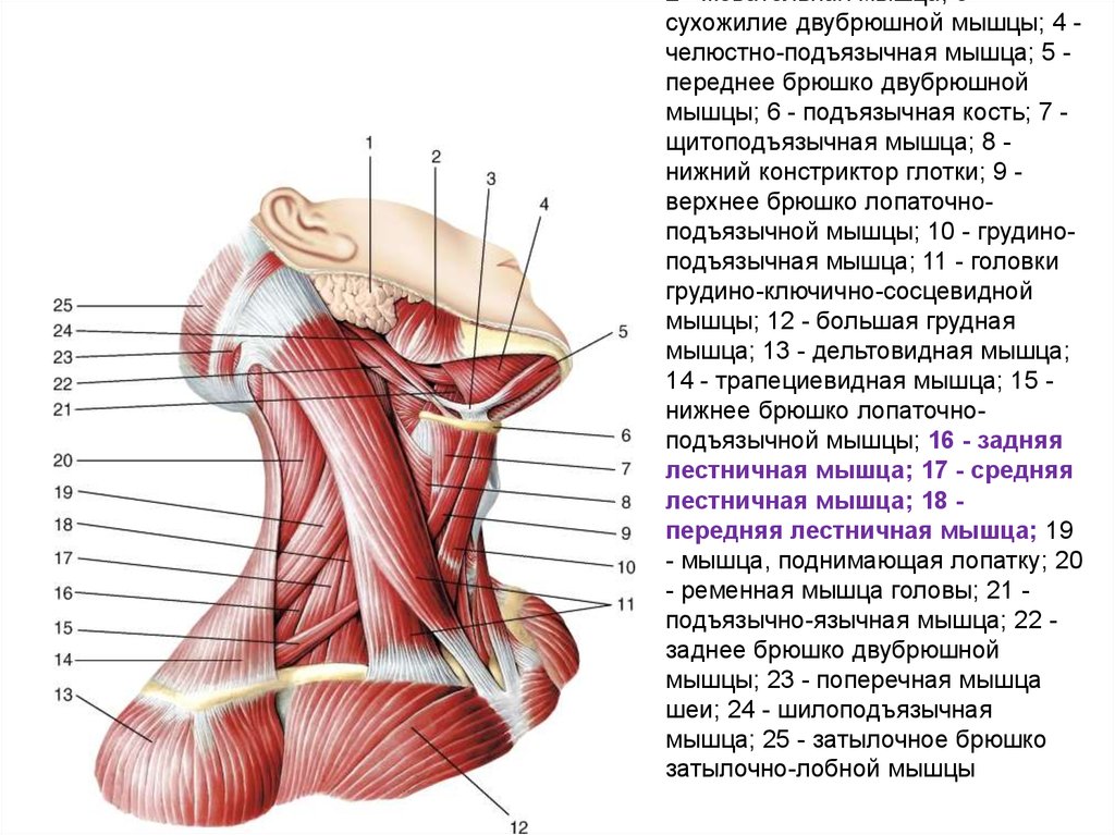 Мышца 7. Лопаточно-подъязычная мышца анатомия. Грудино щитоподъязычная мышца. Челюстно подъязычная мышца шеи. Челюстно подъязычная мышца шеи функции.