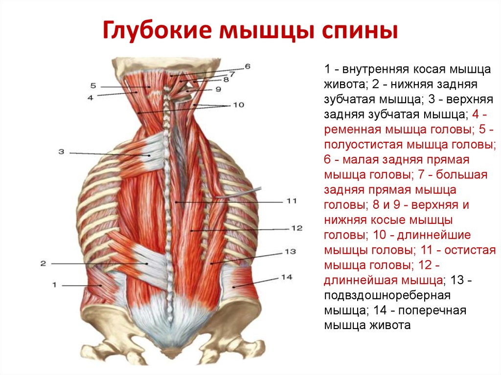 Мышцы поясничного отдела