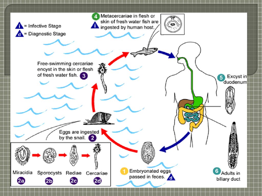Схема развития описторхоза