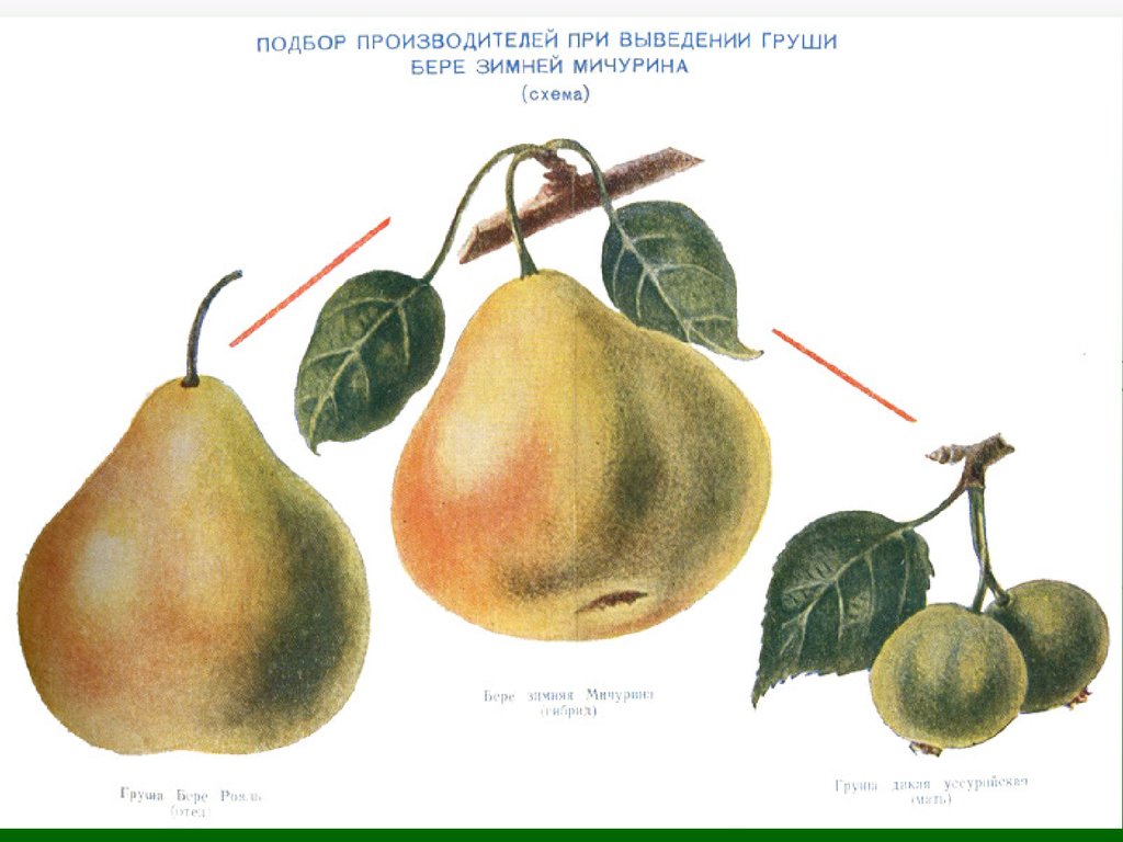 Картинки на тему селекция