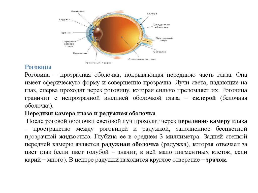 Чем покрыт глаз с передней стороны. Роговица это передняя прозрачная часть. Наружная оболочка глаза. Прозрачная оболочка глаза. Роговица наружная оболочка глаза.