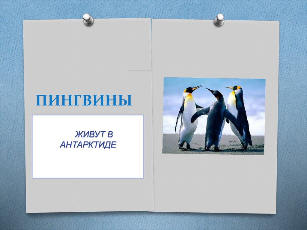 ПИНГВИНЫ